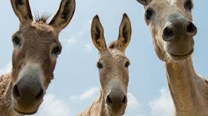 Rio de Janeiro: ONG The Donkey Sanctuary defende agricultura celular como solução em congresso internacional